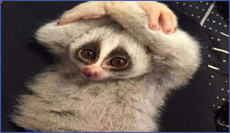 These 9 Adorable Animals Should Actually Terrify You